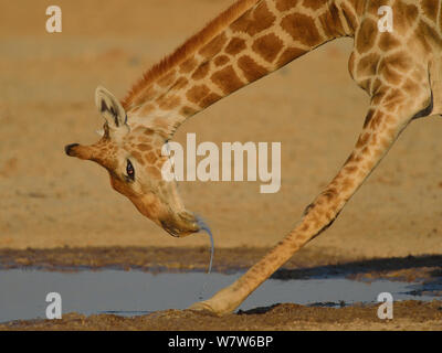Male Giraffe (Giraffa camelopardalis) drinking, Etosha National Park, Namibia, August. Stock Photo