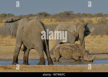 Black rhino (Diceros bicornis) in shallow water with two African Elephant (Loxodonta africana) bulls, Etosha National Park, Namibia, July, Vulnerable species, Critically endangered species. Stock Photo