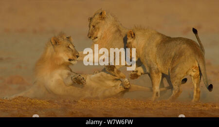 Thee sub adult male Lions (Panthera leo) play fighting, Etosha National Park, Namibia, July. Stock Photo