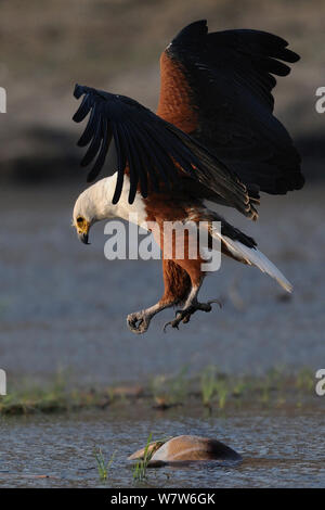 African fish eagle (Haliaeetus vocifer) flying towards Impala carcass in water, Chobe River, Botswana. Stock Photo