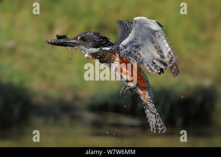 Giant kingfisher (Megaceryle maxima) in flight with prey in beak, Chobe River, Botswana, October. Stock Photo