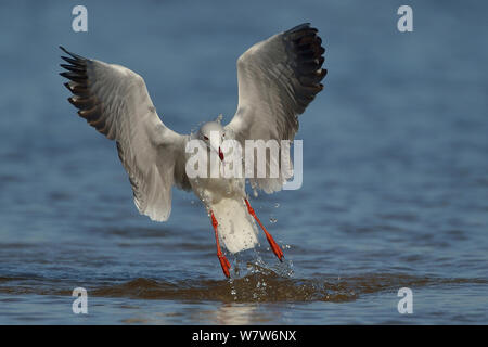 Grey headed / hooded gull (Chroicocephalus cirrocephalus) exiting water with worm in beak, Chobe River, Botswana, May. Stock Photo