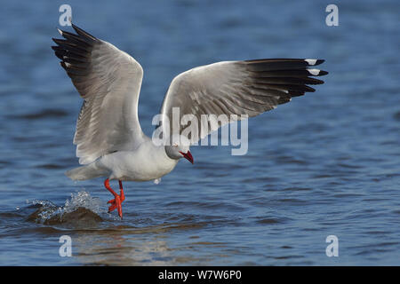 Grey headed / hooded gull (Chroicocephalus cirrocephalus) taking off, Chobe River, Botswana, May. Stock Photo