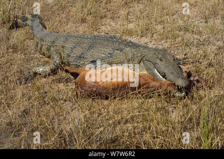 Nile crocodile (Crocodylus niloticus) with mouth clasped round young Impala (Aepyceros melampus) ram for more than 2 hours after taking it, Chobe River, Botswana, May. Stock Photo