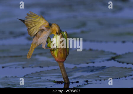 Southern-Brown-throated Weaver (Ploceus xanthopterus) searching Water lily flower for seeds and little snails, Chobe River, Botswana, October. Stock Photo