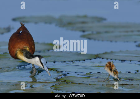 Male African jacana (Actophilornis africana) with chick on water lily pads, Chobe River, Botswana, March. Stock Photo