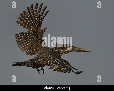 Giant kingfisher (Megaceryle maxima) in flight, Chobe River, Botswana, October. Stock Photo