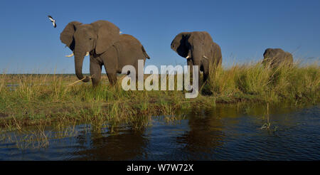 Three African elephants (Loxodonta africana) bulls feeding on newly formed island, Chobe River, Botswana, May, Vulnerable species. Stock Photo