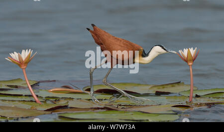 African jacana (Actophilornis africana) foraging for insects in flower, Chobe River, Botswana, November. Stock Photo