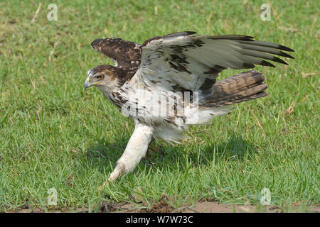 African hawk eagle (Hieraaetus / Aquila spilogaster) running, Chobe River, Botswana, November. Stock Photo