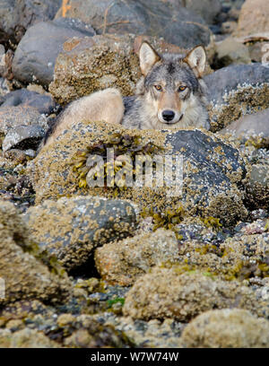 Vancouver Island grey wolf (Canis lupus crassodon) alpha female resting on the coast Vancouver Island, British Columbia, Canada, August. Stock Photo