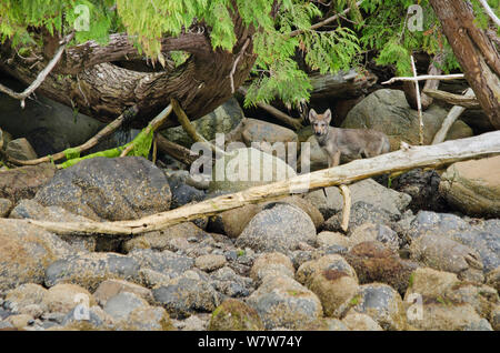 Vancouver Island grey wolf (Canis lupus crassodon) pup on the coastline, Vancouver Island, British Columbia, Canada, August. Stock Photo