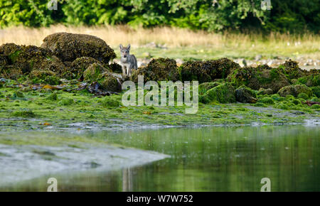 Vancouver Island grey wolf (Canis lupus crassodon) pup on the coastline, Vancouver Island, British Columbia, Canada, August. Stock Photo