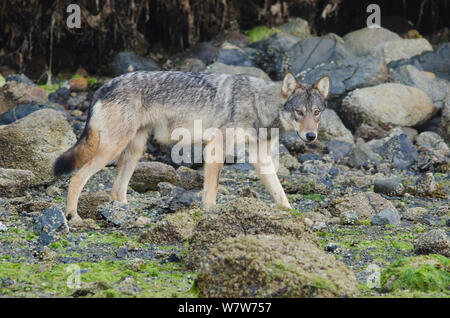 Vancouver Island grey wolf (Canis lupus crassodon) subadult on the coastline, Vancouver Island, British Columbia, Canada, August. Stock Photo