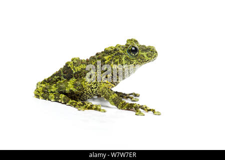 Mossy frog (Theloderma corticale) captive from Vietnam. Stock Photo