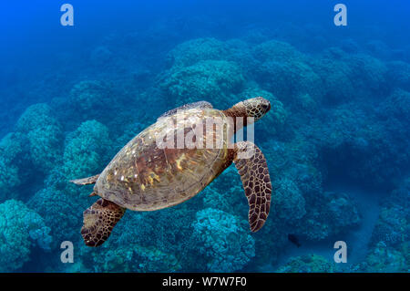 Hawaiian Green turtle (Chelonia mydas) swimming above a coral reef. Honolulu, Hawaii, May. Stock Photo