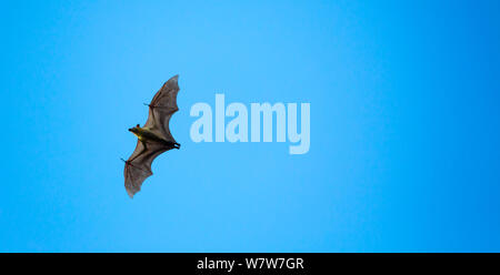 Straw-coloured fruit bat (Eidolon helvum) in flight during migration, Kasanka National Park, Serenje, Zambia, Africa Stock Photo