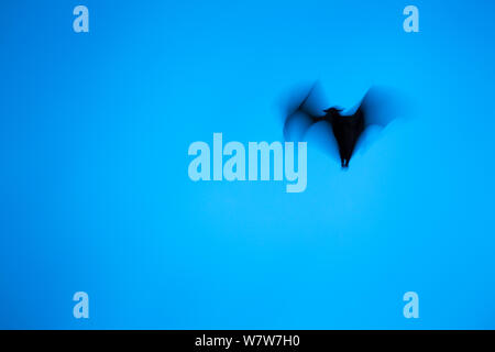 Straw-coloured fruit bat (Eidolon helvum) flying during migration, blurred motion, Kasanka National Park, Serenje, Zambia, Africa Stock Photo