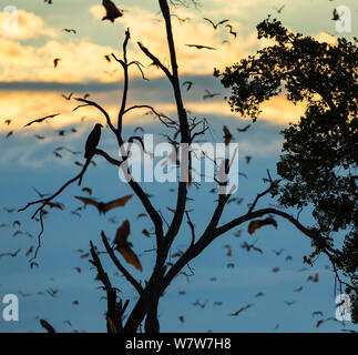 Raptor (Accitriptidae) waiting to hunt during Kasanka Bat migration of Straw-coloured fruit bats (Eidolon helvum), Kasanka National Park, Serenje, Zambia, Africa Stock Photo