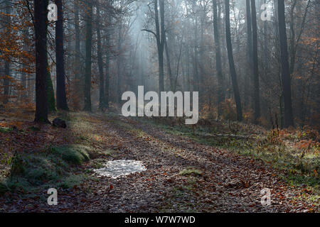Misty Beech (Fagus sylvatica) forest in autumn, Vosges mountains, France, November 2013 Stock Photo