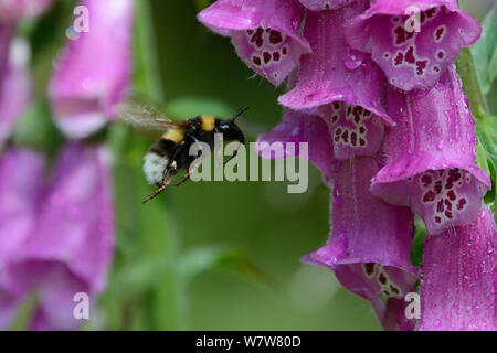 Bumble-bee (Bombus sp) worker foraging at flower, with pollen visible on pollen basket, Vosges, France, June. Stock Photo
