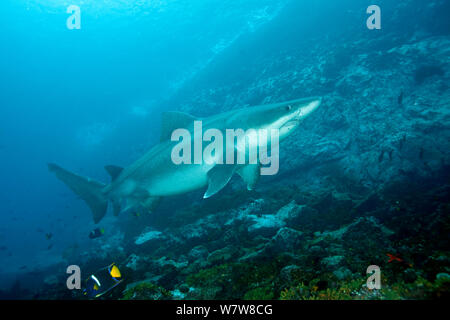 Smalltooth sand tiger (Odontaspis ferox) Malpelo Island National Park, UNESCO Natural World Heritage Site, Colombia, East Pacific Ocean. Stock Photo