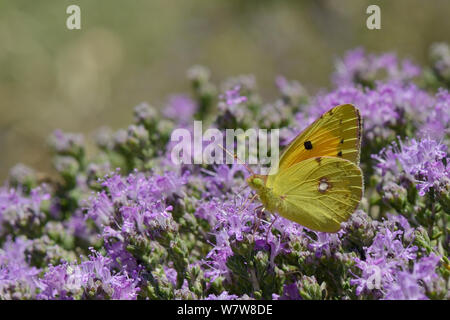 Clouded yellow butterfly (Colias croceus) feeding on Headed thyme / Wild thyme flowers (Thymus capitatus), Crete, Greece, May. Stock Photo