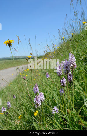 Common spotted orchids (Dactylorhiza fuchsii) and Rough hawkbit (Leontodon hispidus) flowering on the grassy verge of a dirt road along The Ridgeway, Marlborough Downs, Wiltshire, UK, July. Stock Photo