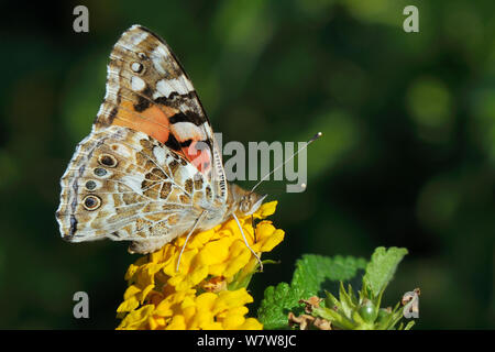 Painted lady butterfly (Vanessa cardui) nectaring on Lantana (Lantana camara) flowers in a hotel garden, Kilada, Peloponnese, Greece, August. Stock Photo