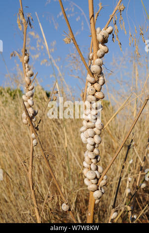 White garden snails (Theba pisana) aestivating on plant stems in coastal grassland, Peloponnese, Greece, August. Stock Photo