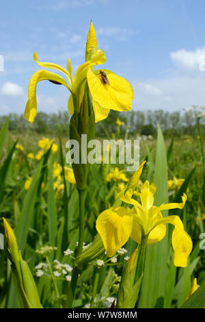 Yellow flag irises (Iris pseudacorus) flowering in a ditch in a damp lowland meadow with a Snout / Duck-billed Hoverfly (Rhingia campestris) resting on a petal, Wiltshire, UK, June. Stock Photo
