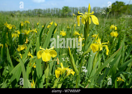 Yellow flag irises (Iris pseudacorus) flowering in a ditch in a damp lowland meadow, Wiltshire, UK, June. Stock Photo