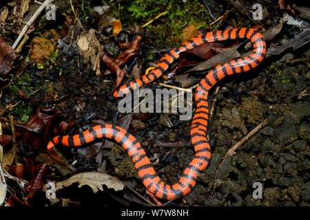 Anilius Scytale Pipe Snakes (Anilius Scytale) For Sale - Underground  Reptiles