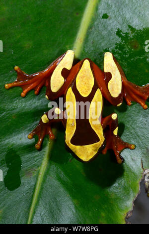 Beireis' treefrog (Dendropsophus leucophyllatus) on leaf, French Guiana. Stock Photo