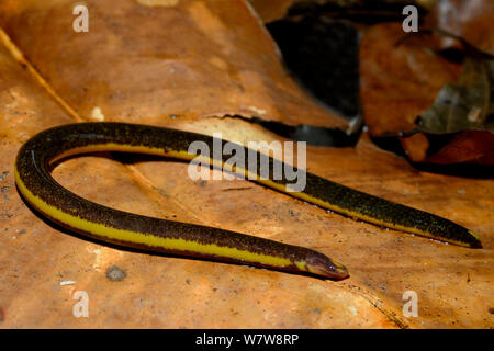 Twolined Caecilian (Rhinatrema bivittatum) French Guiana Stock Photo