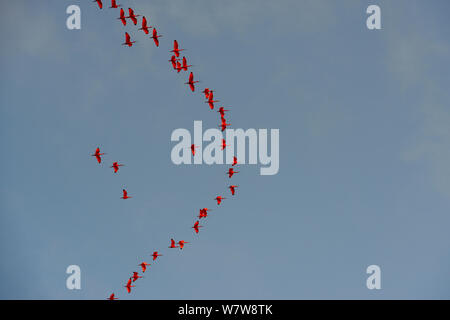 Scarlet ibis (Eudocimus ruber) large flock in flight, French Guiana. Stock Photo