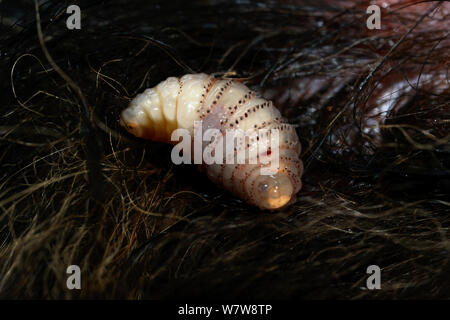 Human botfly (Dermatobia hominis) larvae, on dog fur, French Guiana. Stock Photo