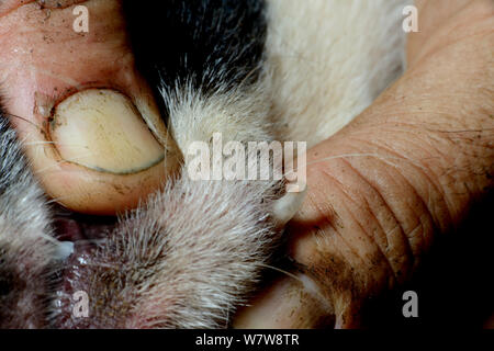 Human botfly (Dermatobia hominis) larvae in dogs skin, showing breathing tube, French Guiana. Stock Photo