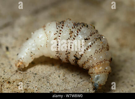 Human botfly (Dermatobia hominis) larvae, on leaf, French Guiana. Stock Photo