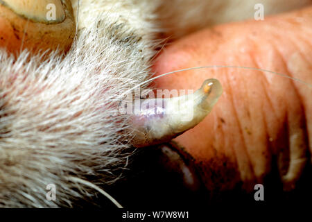 Human botfly (Dermatobia hominis) larvae in dogs skin, showing breathing tube, French Guiana. Stock Photo