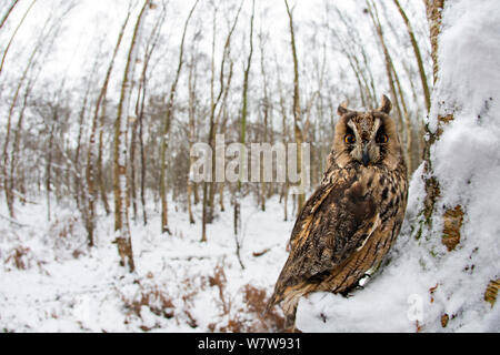 Long Eared Owl (Asio otus) in winter landscape, taken with fish eye lens, UK, January. Captive. Stock Photo