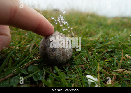 UK nature: Person about to squeeze a puffball mushroom Stock Photo