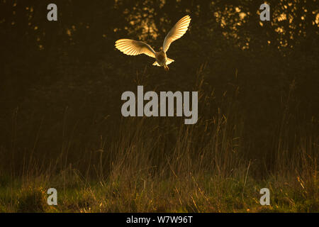 Barn Owl (Tyto alba) hunting in late sunlight, UK, March.