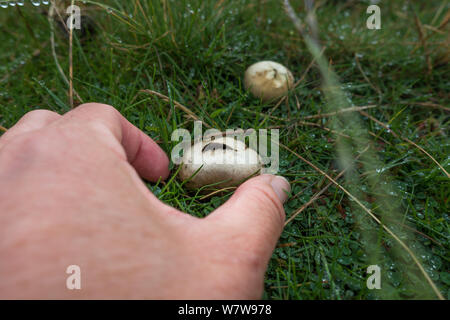 UK nature: Person about to squeeze a puffball mushroom Stock Photo