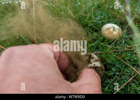 UK nature: Person squeezing a puffball mushroom, releasing spores in a cloud Stock Photo