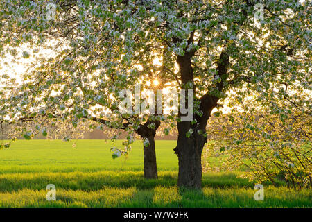 Cherry trees (Prunus sp) on the edge of an open field, Barnim Nature Park, Germany, May. Stock Photo