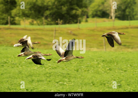 Flock of greylag geese Stock Photo