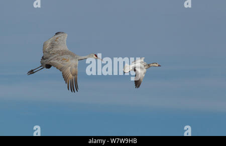 Greater Sandhill Crane (Grus canadensis tabida) flying just behind a blue phase of a Snow Goose or Blue Goose (Chen caerulescens) Bosque del Apache, New Mexico, USA, January. Stock Photo