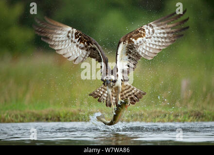 Osprey (Pandion haliaetus) splashing water from wings whilst flying, Rothiemurchus, Scotland, UK, August. Stock Photo