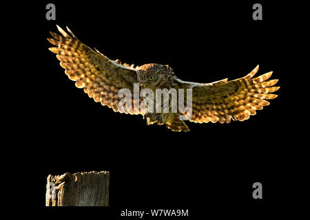Little Owl (Athene noctua) landing on post, UK, June. Stock Photo